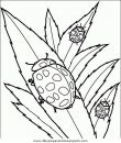 animales/insectos/insectos_047.JPG