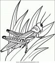 animales/insectos/insectos_049.JPG