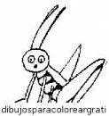 animales/insectos/insectos_076.JPG