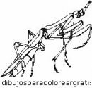 animales/insectos/insectos_079.JPG