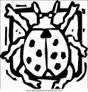 animales/insectos/insectos_087.JPG