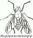 animales/insectos/insectos_098.JPG