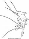 animales/insectos/mosquito.JPG