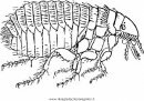 animales/insectos/piojo_3.JPG