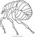 animales/insectos/piojo_4.JPG