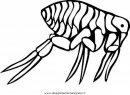 animales/insectos/piojo_5.JPG