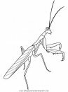 animales/insectos/praying-mantis.JPG