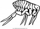 animales/insectos/pulga_5.JPG