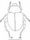 animales/insectos/scarab-beetle.JPG
