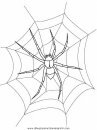 animales/insectos/spider.JPG