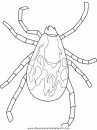 animales/insectos/tick.JPG
