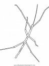 animales/insectos/walking-stick.JPG
