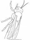 animales/insectos/wasp.JPG