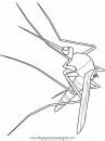 animales/insectos/zancudo_0.JPG
