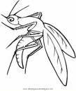 animales/insectos/zancudo_3.JPG
