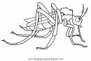 animales/insectos/zancudo_5.JPG
