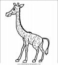 animales/jirafas/jirafas_08.JPG