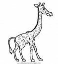 animales/jirafas/jirafas_30.JPG