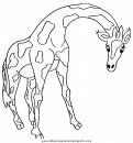 animales/jirafas/jirafas_44.JPG