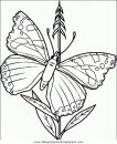 animales/mariposas/mariposas_040.JPG