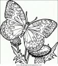 animales/mariposas/mariposas_043.JPG