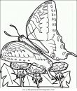animales/mariposas/mariposas_045.JPG