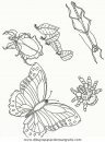 animales/mariposas/mariposas_050.JPG