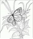 animales/mariposas/mariposas_051.JPG