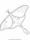 animales/mariposas/mariposas_055.JPG
