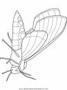 animales/mariposas/mariposas_059.JPG