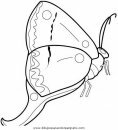 animales/mariposas/mariposas_060.JPG