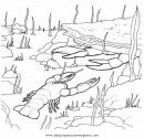 animales/mariscos/camaron_4.JPG