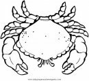 animales/mariscos/cangrejo_cangrejos_2.JPG