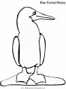 animales/pajaros/booby.JPG