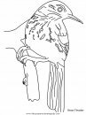 animales/pajaros/brownthrasher.JPG