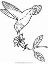 animales/pajaros/colibri_1.JPG