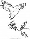 animales/pajaros/colibri_4.JPG