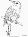 animales/pajaros/colibri_6.JPG