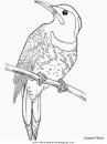 animales/pajaros/commonflicker.JPG