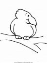 animales/pajaros/crow.JPG