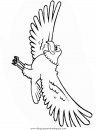 animales/pajaros/eagle.JPG