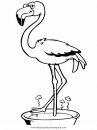 animales/pajaros/flamingo-0.JPG