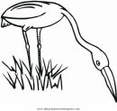 animales/pajaros/flamingo-1.JPG