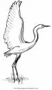 animales/pajaros/flamingo-2.JPG