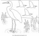 animales/pajaros/flamingo-5.JPG