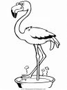 animales/pajaros/flamingo.JPG