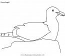 animales/pajaros/gaviota_0.JPG