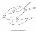 animales/pajaros/golondrinas_1.JPG