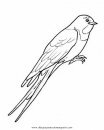 animales/pajaros/golondrinas_2.JPG