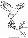 animales/pajaros/hummingbird.JPG